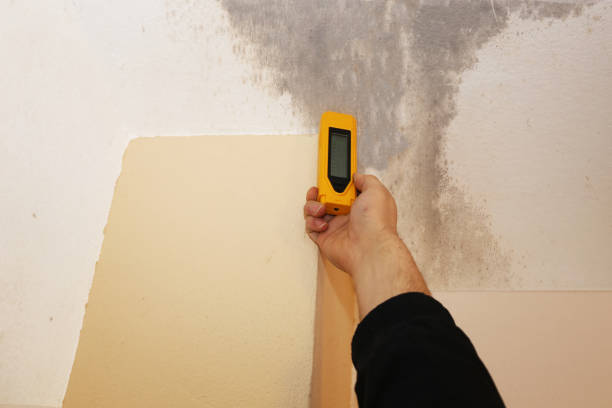 Best Water Damage & Mold Remediation  in Albany, MN