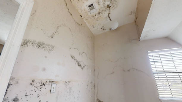 Mold Removal for HVAC Installations in Albany, MN