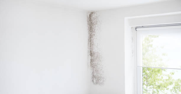 Albany, MN Mold Removal Company