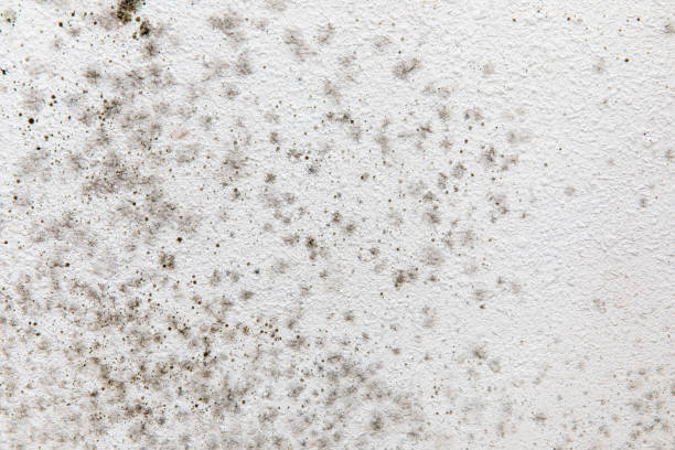 Best Mold Removal for HVAC Installations  in Albany, MN