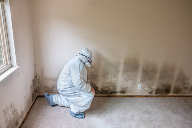 Best Industrial Mold Remediation  in Albany, MN
