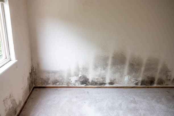 Best Post-Remediation Verification Testing  in Albany, MN