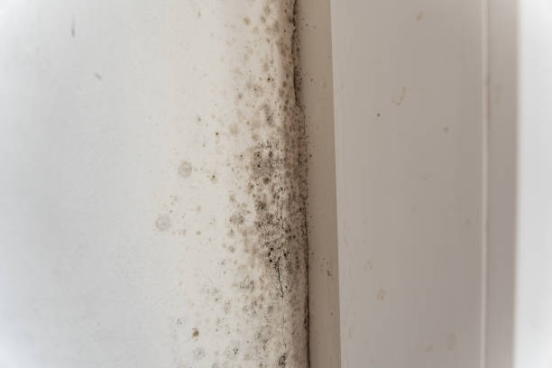 Best Mold-Related Health Consultation  in Albany, MN