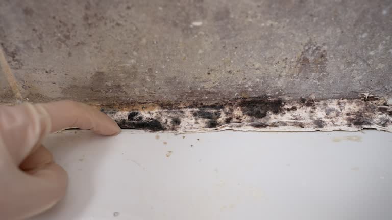 Best Indoor Air Quality Assessment  in Albany, MN