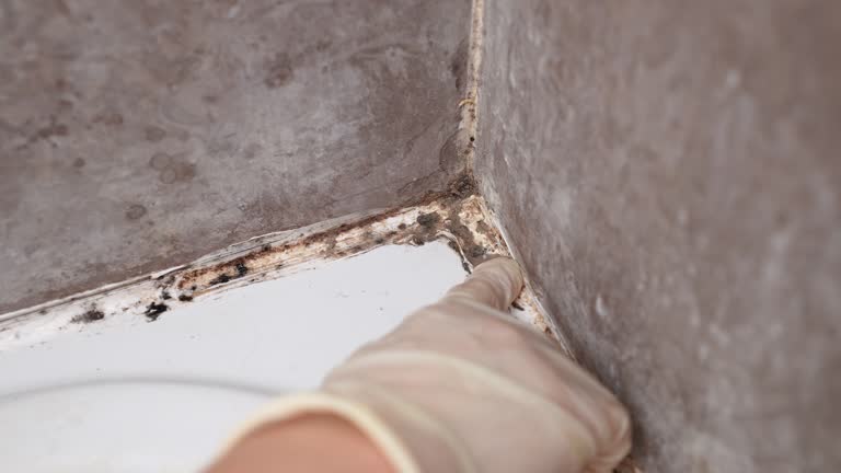 Best Basement Mold Removal  in Albany, MN