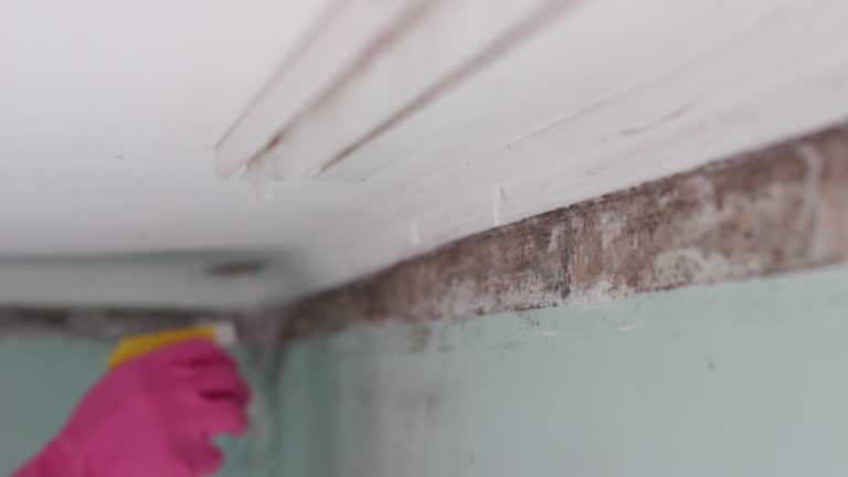 Best Asbestos and Lead Testing During Mold Inspection  in Albany, MN
